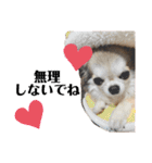 Yoshys doggies 3（個別スタンプ：34）