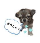 Yoshys doggies 3（個別スタンプ：36）