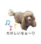 Yoshys doggies 3（個別スタンプ：38）