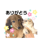ココロコのスタンプ（個別スタンプ：6）