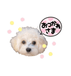 ココロコのスタンプ（個別スタンプ：19）
