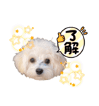 ココロコのスタンプ（個別スタンプ：20）