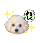 ココロコのスタンプ（個別スタンプ：22）