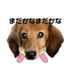 ココロコのスタンプ（個別スタンプ：34）