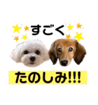 ココロコのスタンプ（個別スタンプ：36）