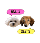 ココロコのスタンプ（個別スタンプ：40）