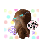 ◎うちの子すたんぷ◎（個別スタンプ：5）