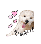 ♡我が家の愛するわんこず♡Fran＆Soy♡2（個別スタンプ：1）