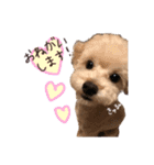 ♡我が家の愛するわんこず♡Fran＆Soy♡2（個別スタンプ：8）