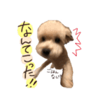 ♡我が家の愛するわんこず♡Fran＆Soy♡2（個別スタンプ：12）