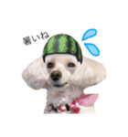 ♡我が家の愛するわんこず♡Fran＆Soy♡2（個別スタンプ：14）