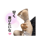 ♡我が家の愛するわんこず♡Fran＆Soy♡2（個別スタンプ：18）