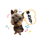♡我が家の愛するわんこず♡Fran＆Soy♡2（個別スタンプ：20）