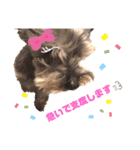 ♡我が家の愛するわんこず♡Fran＆Soy♡2（個別スタンプ：22）