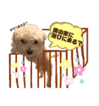 ♡我が家の愛するわんこず♡Fran＆Soy♡2（個別スタンプ：23）