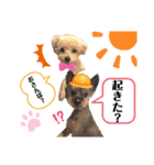 ♡我が家の愛するわんこず♡Fran＆Soy♡2（個別スタンプ：24）
