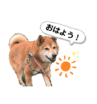 かわいいんです、わが家のわんこ（個別スタンプ：2）