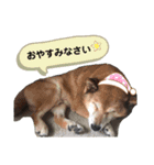 かわいいんです、わが家のわんこ（個別スタンプ：4）