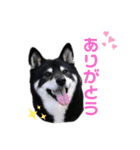 かわいいんです、わが家のわんこ（個別スタンプ：5）