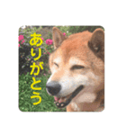 かわいいんです、わが家のわんこ（個別スタンプ：6）