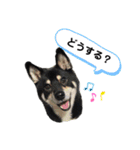 かわいいんです、わが家のわんこ（個別スタンプ：13）
