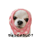チワワのめろさん第2弾（個別スタンプ：1）