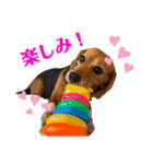 ビーグルのうに（個別スタンプ：11）