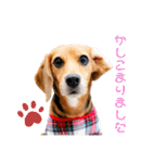 ビーグルのうに（個別スタンプ：16）