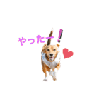 ビーグルのうに（個別スタンプ：20）