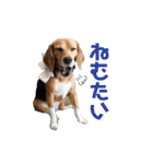 ビーグルのうに（個別スタンプ：32）