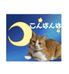 茶トラの虎二郎（個別スタンプ：3）