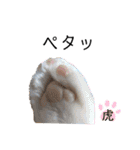 茶トラの虎二郎（個別スタンプ：8）