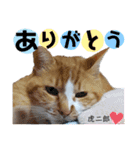 茶トラの虎二郎（個別スタンプ：12）
