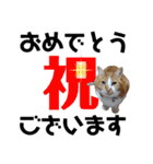 茶トラの虎二郎（個別スタンプ：38）