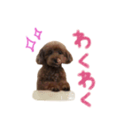 愛犬ショコラ♡ 2（個別スタンプ：5）