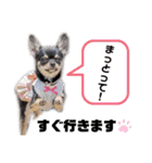 ちゃいとうぃる①（個別スタンプ：13）