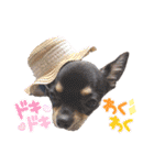 ちゃいとうぃる①（個別スタンプ：23）