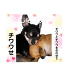 ちゃいとうぃる①（個別スタンプ：29）