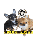 ちゃいとうぃる①（個別スタンプ：31）