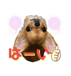 ちゃいとうぃる①（個別スタンプ：37）