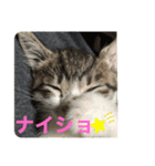 キジシロくうちゃん（個別スタンプ：3）