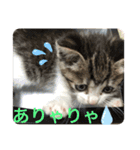 キジシロくうちゃん（個別スタンプ：4）