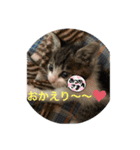 キジシロくうちゃん（個別スタンプ：7）