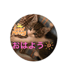 キジシロくうちゃん（個別スタンプ：8）