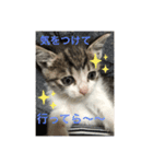 キジシロくうちゃん（個別スタンプ：11）