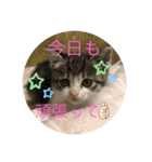 キジシロくうちゃん（個別スタンプ：12）