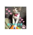 キジシロくうちゃん（個別スタンプ：13）
