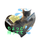 キジシロくうちゃん（個別スタンプ：15）