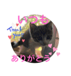 キジシロくうちゃん（個別スタンプ：17）
