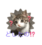 キジシロくうちゃん（個別スタンプ：20）